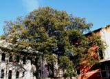 Cerro Veronese - L'albero che dà il noime al paese